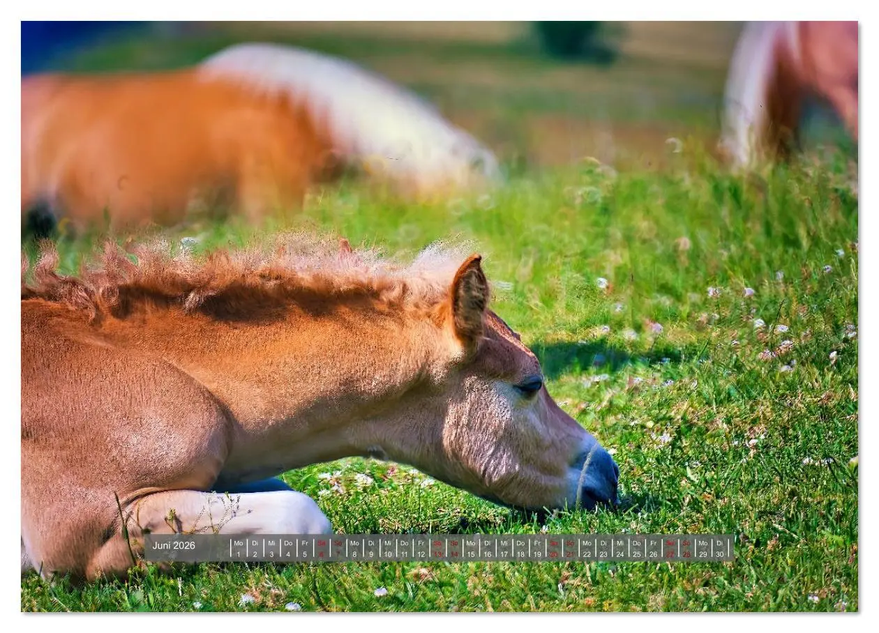 Bild: 9783516619560 | Die besonderen Haflinger-Pferde (Wandkalender 2026 DIN A2 quer),...