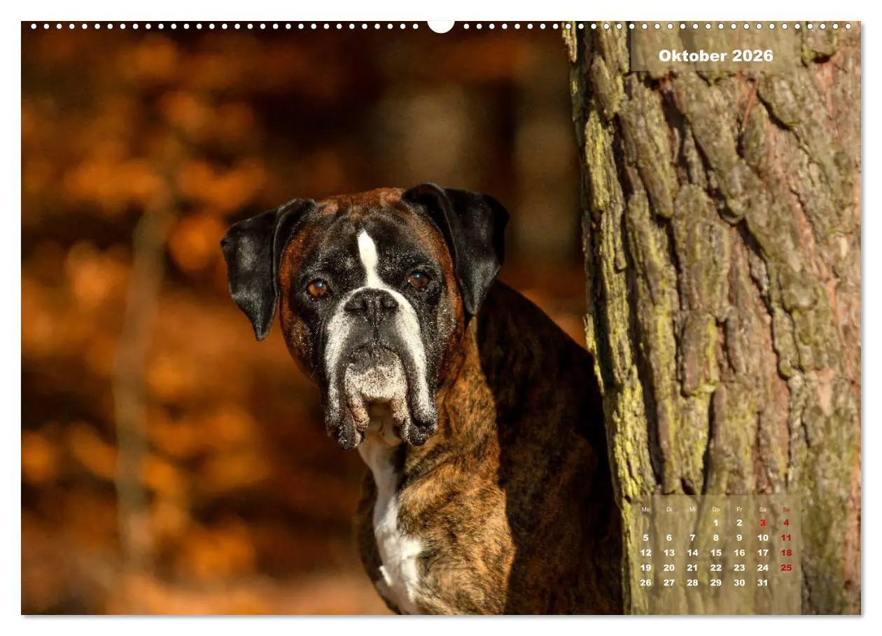 Bild: 9783457749760 | Einmal Boxer - immer Boxer (Wandkalender 2026 DIN A2 quer),...