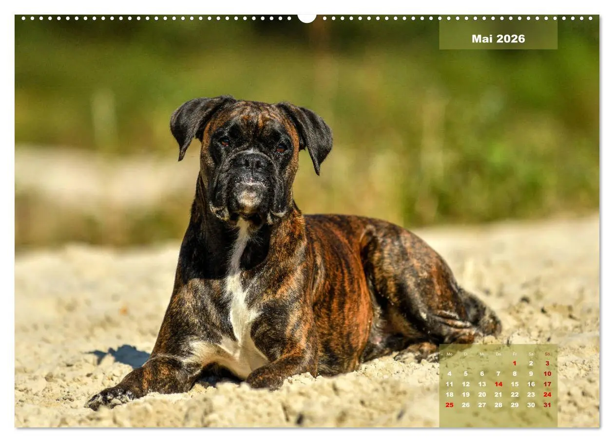 Bild: 9783457749760 | Einmal Boxer - immer Boxer (Wandkalender 2026 DIN A2 quer),...