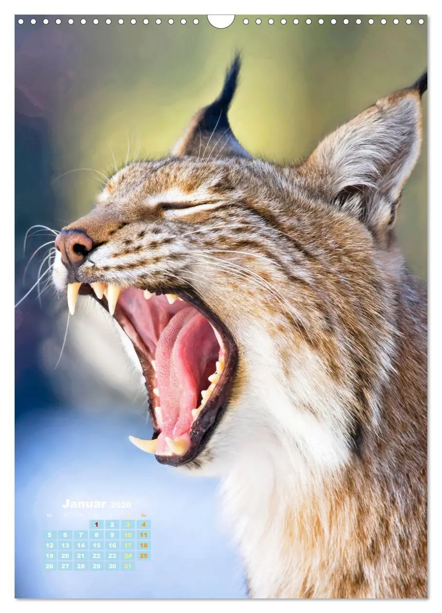 Bild: 9783457289860 | Raubkatzen: Die Jäger auf leisen Pfoten (Wandkalender 2026 DIN A3...