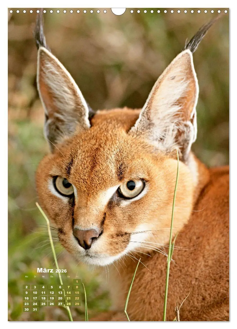 Bild: 9783457289860 | Raubkatzen: Die Jäger auf leisen Pfoten (Wandkalender 2026 DIN A3...