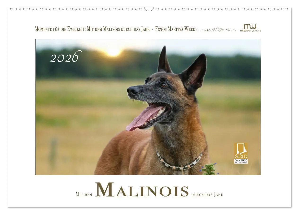Cover: 9783457279960 | Mit dem Malinois durch das Jahr (Wandkalender 2026 DIN A2 quer),...