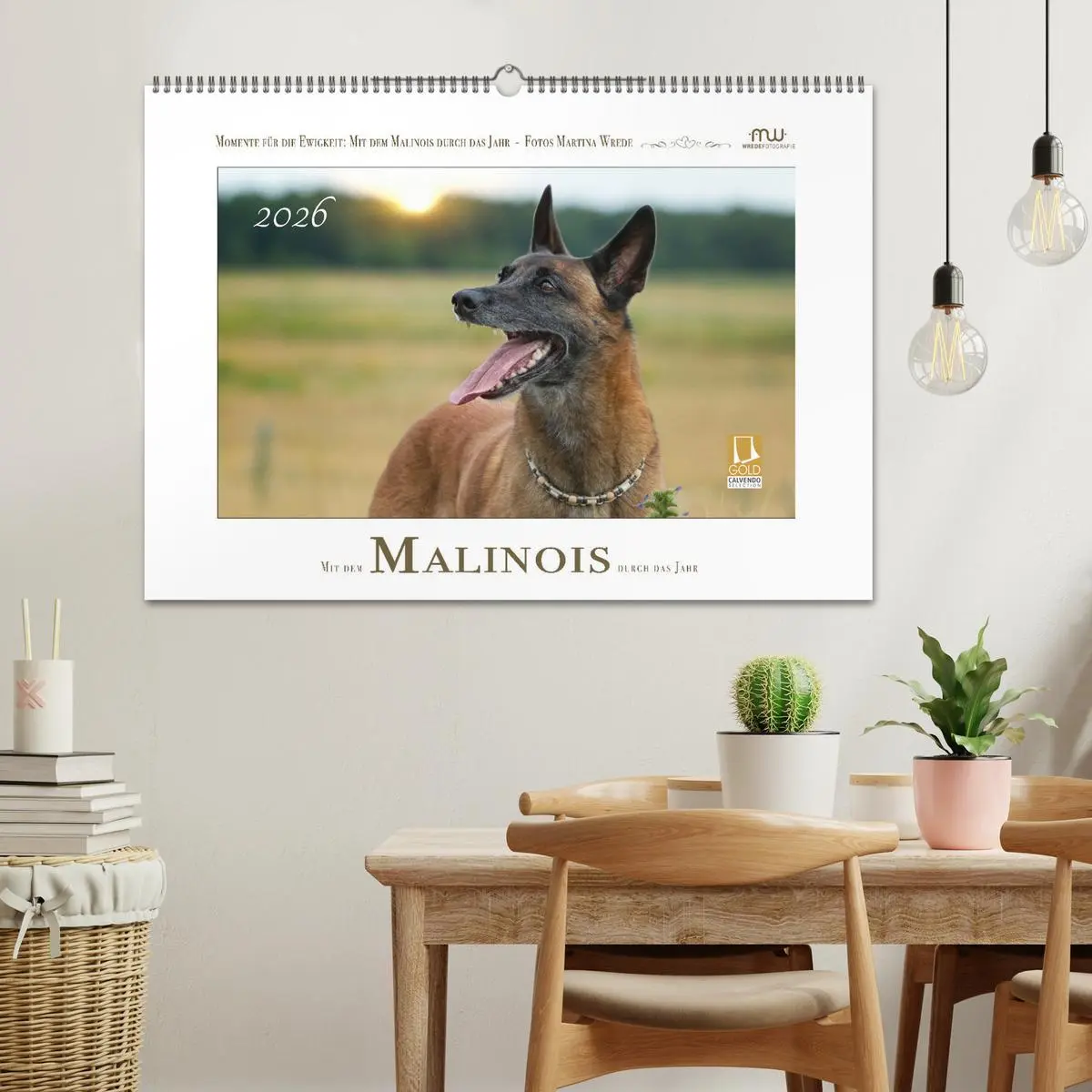 Bild: 9783457279960 | Mit dem Malinois durch das Jahr (Wandkalender 2026 DIN A2 quer),...