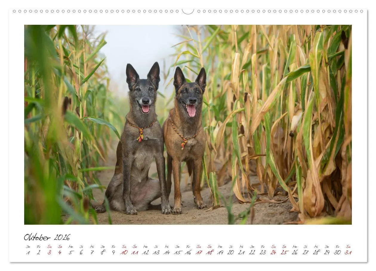 Bild: 9783457279960 | Mit dem Malinois durch das Jahr (Wandkalender 2026 DIN A2 quer),...