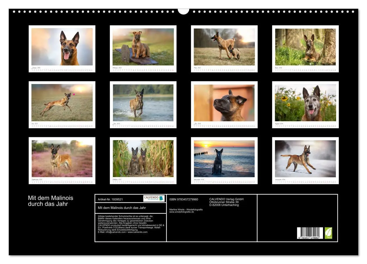 Bild: 9783457279960 | Mit dem Malinois durch das Jahr (Wandkalender 2026 DIN A2 quer),...