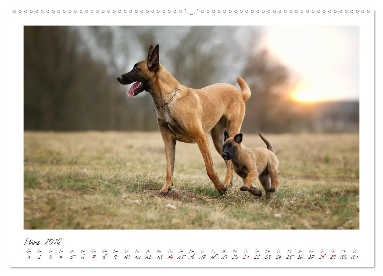 Bild: 9783457279960 | Mit dem Malinois durch das Jahr (Wandkalender 2026 DIN A2 quer),...