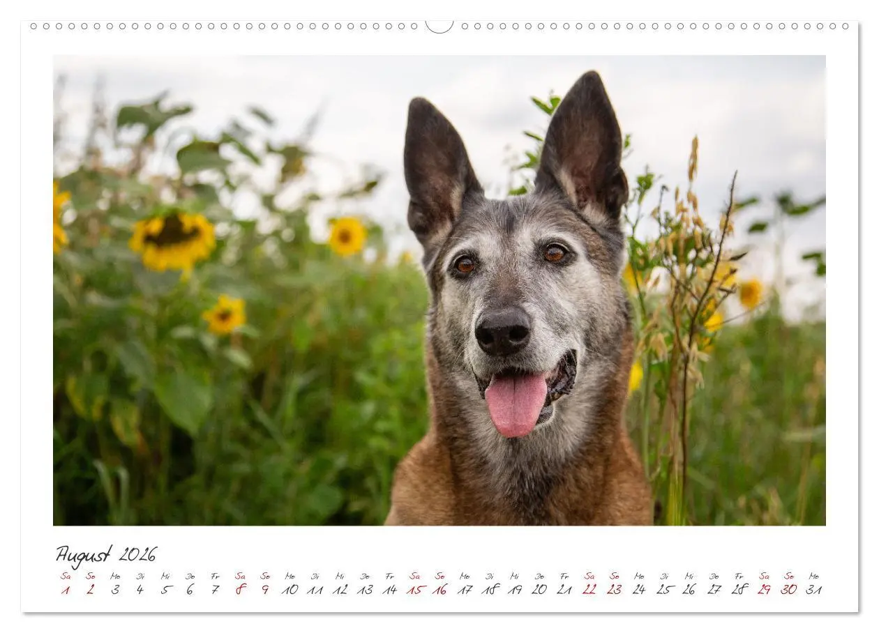 Bild: 9783457279960 | Mit dem Malinois durch das Jahr (Wandkalender 2026 DIN A2 quer),...