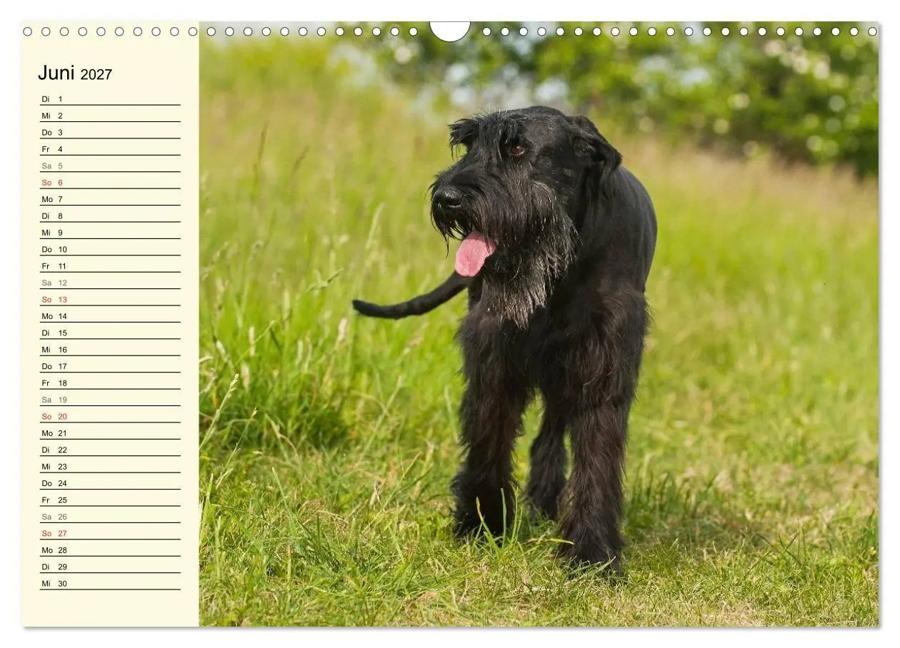 Bild: 9783569950061 | Treuer Freund Riesenschnauzer (Wandkalender 2027 DIN A3 quer),...