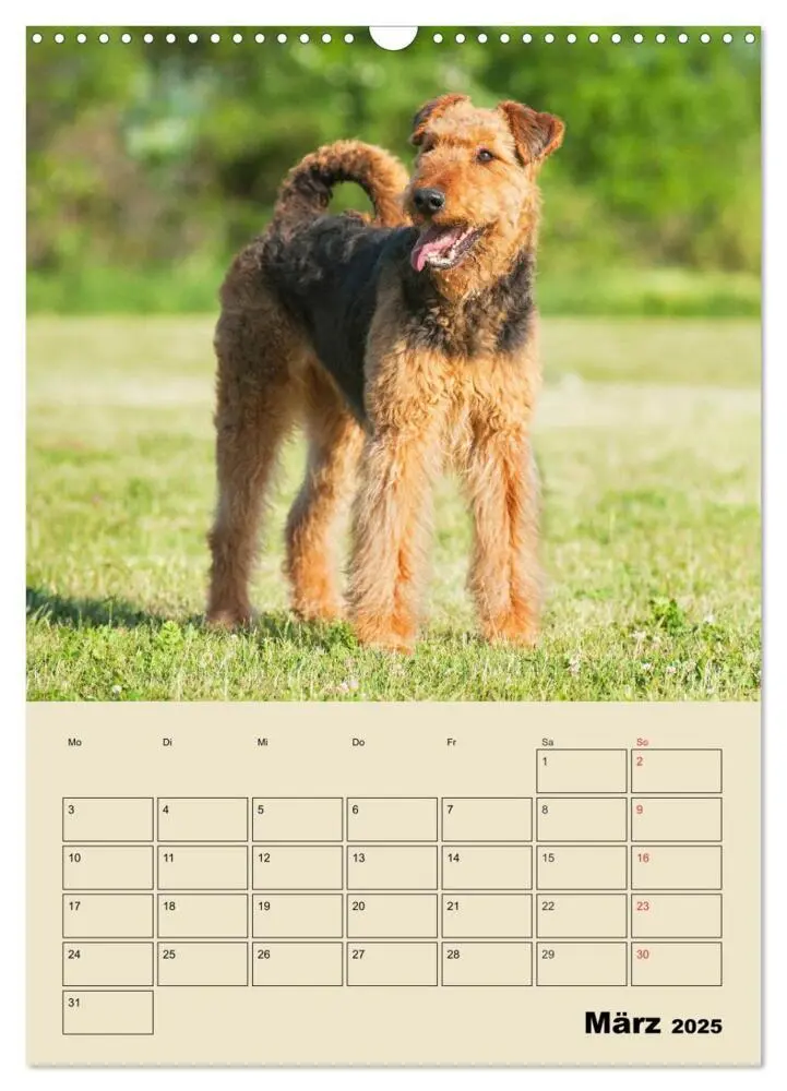 Bild: 9783435960361 | Airedale Terrier - Temperament auf 4 Pfoten (Wandkalender 2025 DIN...
