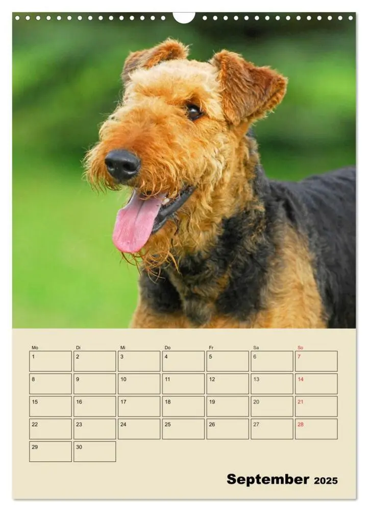 Bild: 9783435960361 | Airedale Terrier - Temperament auf 4 Pfoten (Wandkalender 2025 DIN...