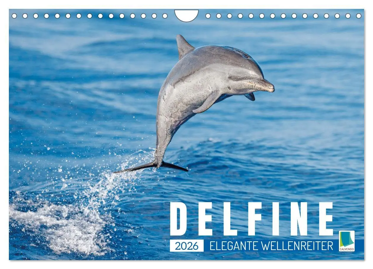 Cover: 9783457360361 | Delfine: Elegante Wellenreiter (Wandkalender 2026 DIN A4 quer),...