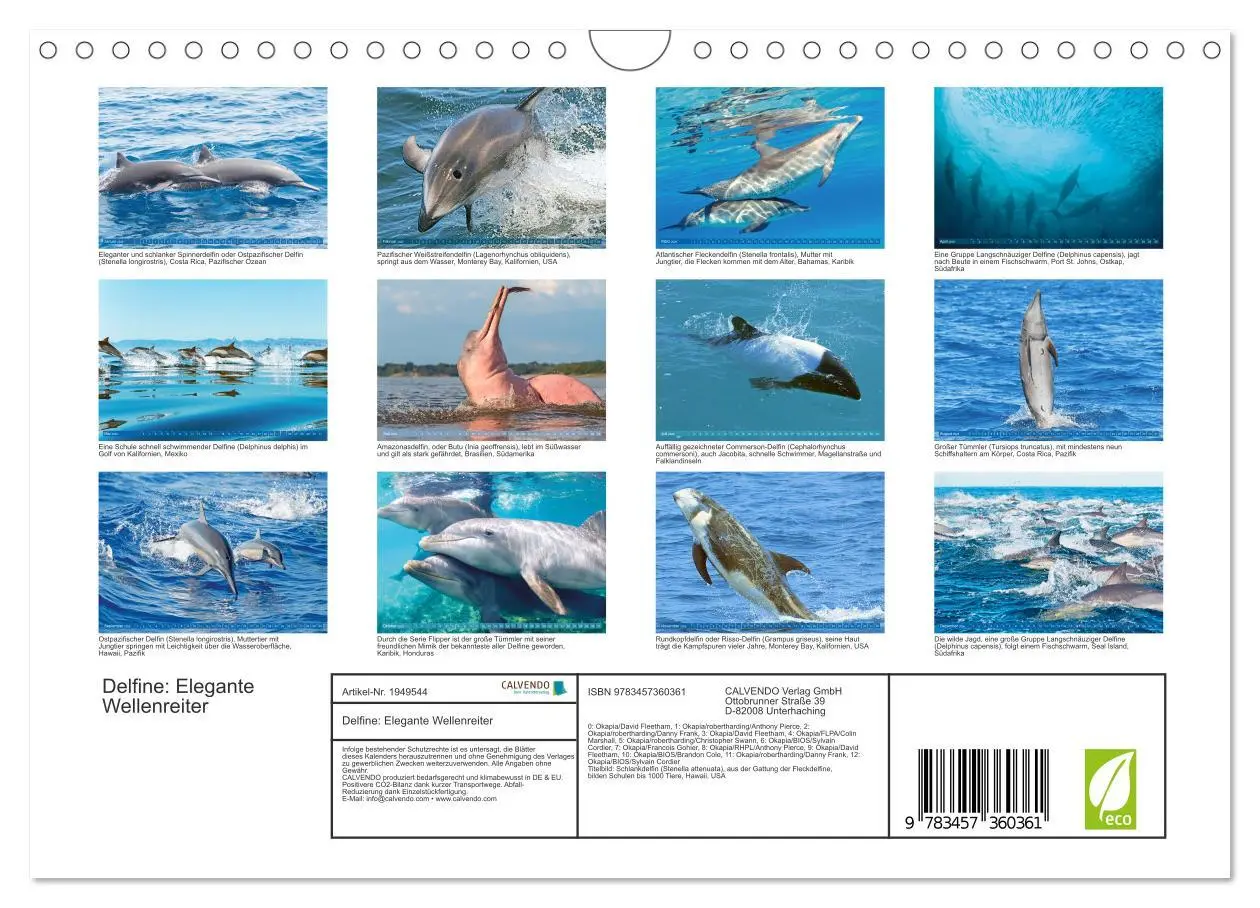 Bild: 9783457360361 | Delfine: Elegante Wellenreiter (Wandkalender 2026 DIN A4 quer),...