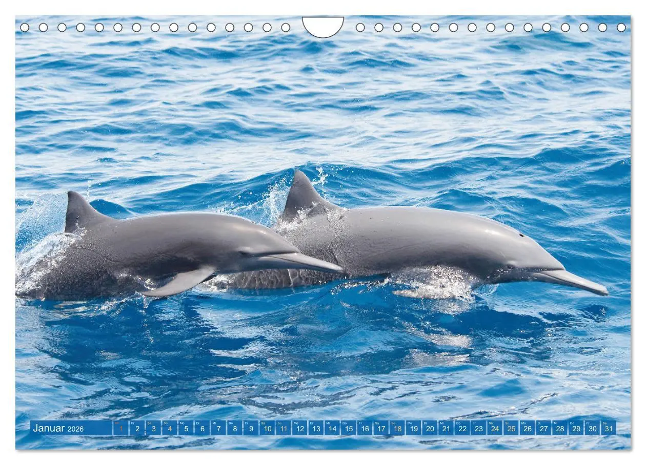 Bild: 9783457360361 | Delfine: Elegante Wellenreiter (Wandkalender 2026 DIN A4 quer),...