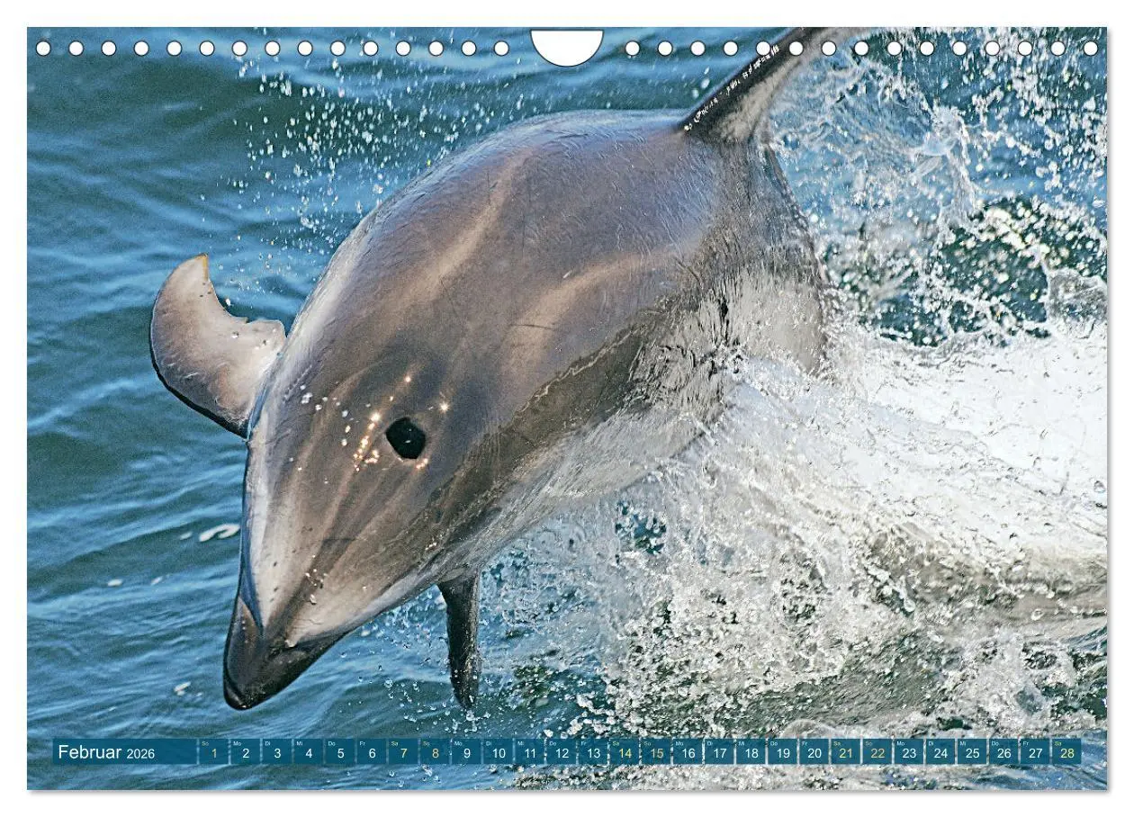 Bild: 9783457360361 | Delfine: Elegante Wellenreiter (Wandkalender 2026 DIN A4 quer),...
