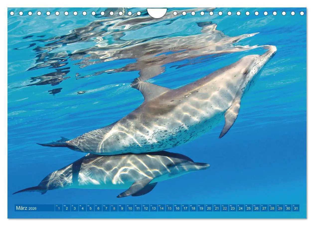 Bild: 9783457360361 | Delfine: Elegante Wellenreiter (Wandkalender 2026 DIN A4 quer),...