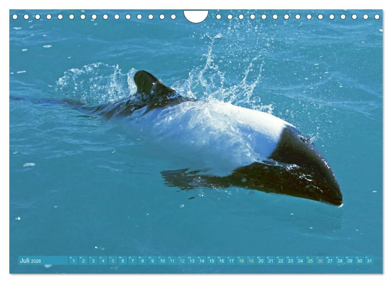 Bild: 9783457360361 | Delfine: Elegante Wellenreiter (Wandkalender 2026 DIN A4 quer),...