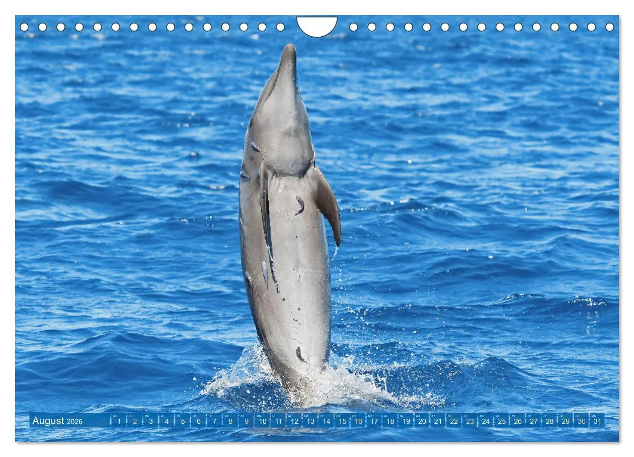 Bild: 9783457360361 | Delfine: Elegante Wellenreiter (Wandkalender 2026 DIN A4 quer),...