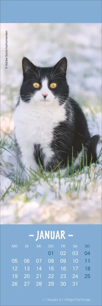 Bild: 9783756410361 | Katzen Lesezeichen &amp; Kalender 2026 | Kalender | Geblockt | 13 S.
