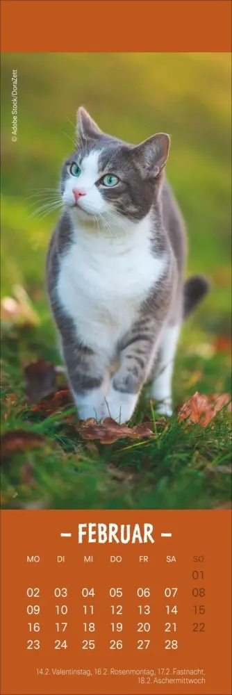 Bild: 9783756410361 | Katzen Lesezeichen &amp; Kalender 2026 | Kalender | Geblockt | 13 S.