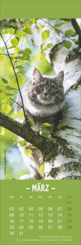 Bild: 9783756410361 | Katzen Lesezeichen &amp; Kalender 2026 | Kalender | Geblockt | 13 S.