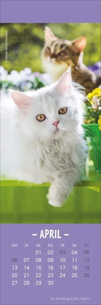 Bild: 9783756410361 | Katzen Lesezeichen &amp; Kalender 2026 | Kalender | Geblockt | 13 S.
