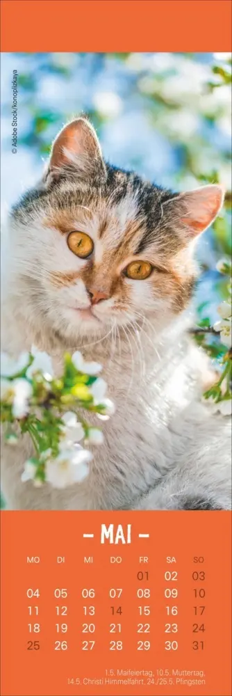 Bild: 9783756410361 | Katzen Lesezeichen &amp; Kalender 2026 | Kalender | Geblockt | 13 S.