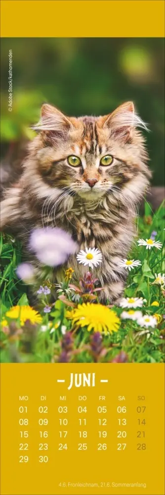 Bild: 9783756410361 | Katzen Lesezeichen &amp; Kalender 2026 | Kalender | Geblockt | 13 S.