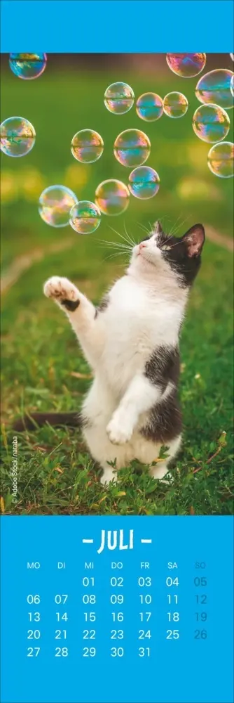 Bild: 9783756410361 | Katzen Lesezeichen &amp; Kalender 2026 | Kalender | Geblockt | 13 S.