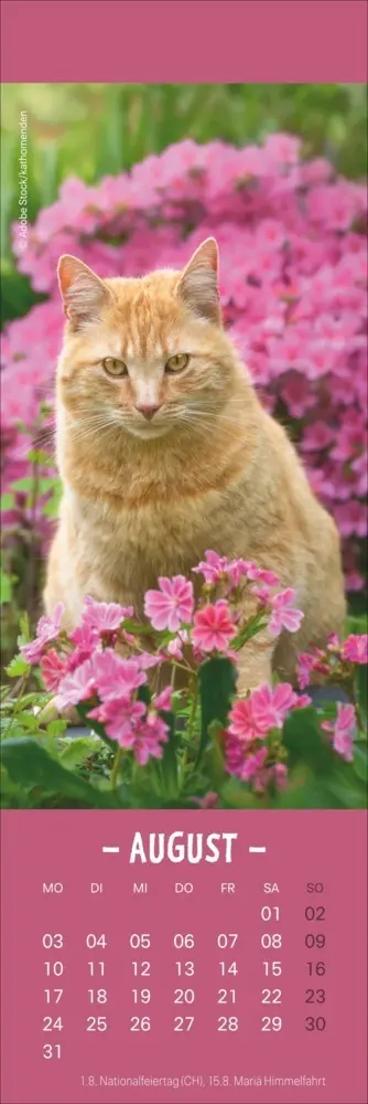 Bild: 9783756410361 | Katzen Lesezeichen &amp; Kalender 2026 | Kalender | Geblockt | 13 S.