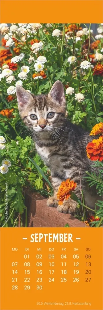 Bild: 9783756410361 | Katzen Lesezeichen &amp; Kalender 2026 | Kalender | Geblockt | 13 S.