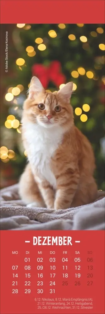 Bild: 9783756410361 | Katzen Lesezeichen &amp; Kalender 2026 | Kalender | Geblockt | 13 S.