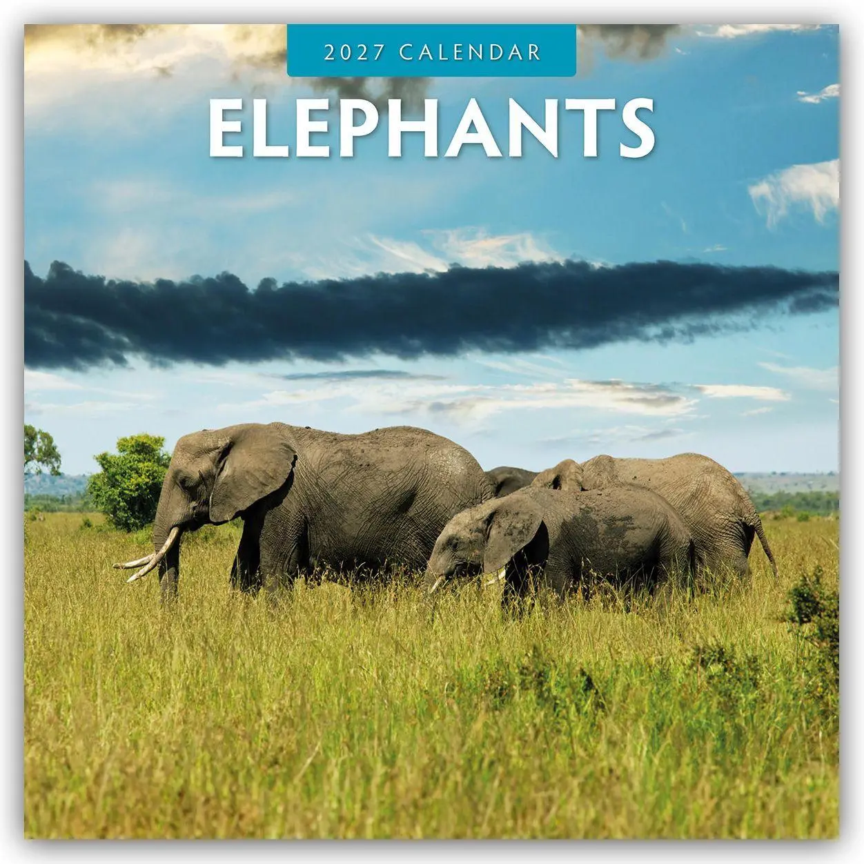 Cover: 9781837010561 | Elephants - Elefanten 2027 - 16-Monatskalender | Robin Red | Kalender