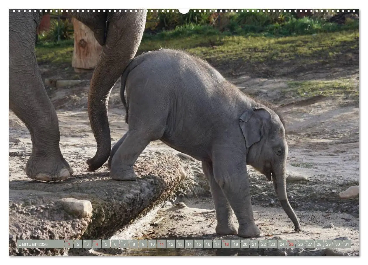 Bild: 9783457960561 | Asiatische und afrikanische Elefanten (Wandkalender 2026 DIN A2...