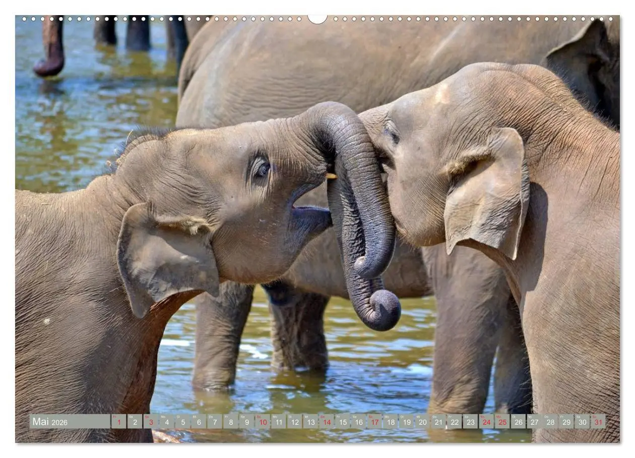 Bild: 9783457960561 | Asiatische und afrikanische Elefanten (Wandkalender 2026 DIN A2...
