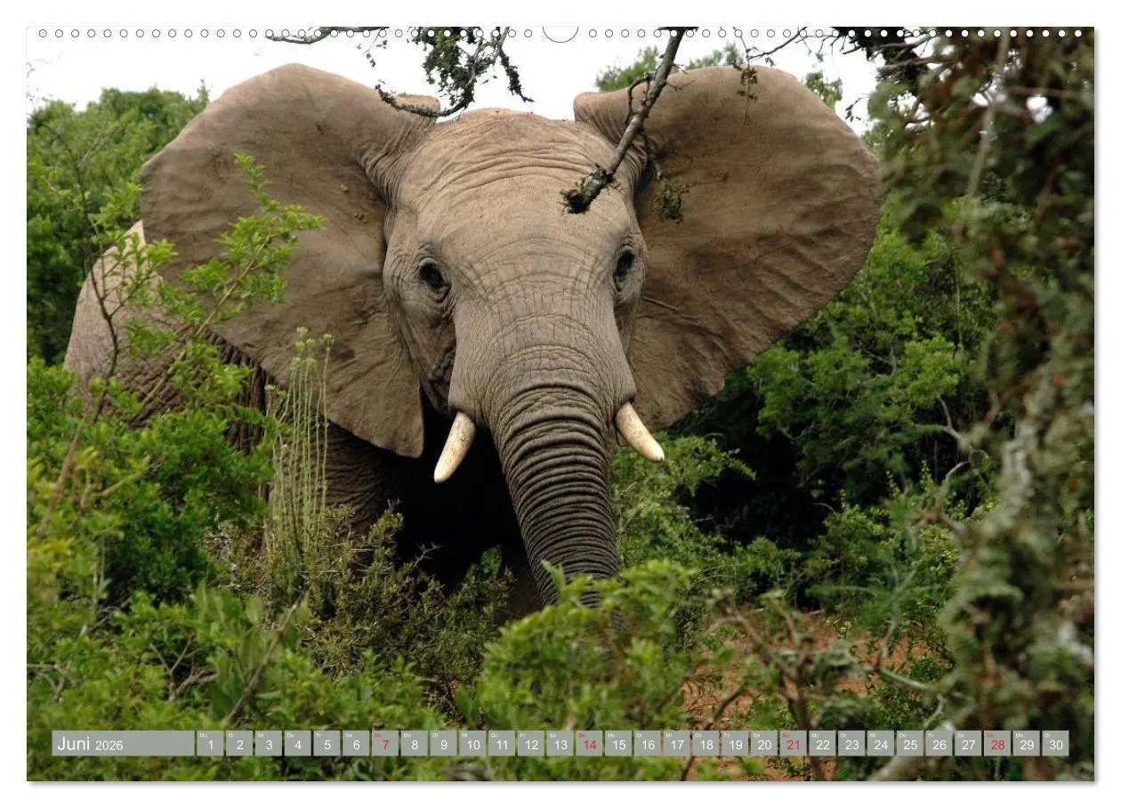 Bild: 9783457960561 | Asiatische und afrikanische Elefanten (Wandkalender 2026 DIN A2...