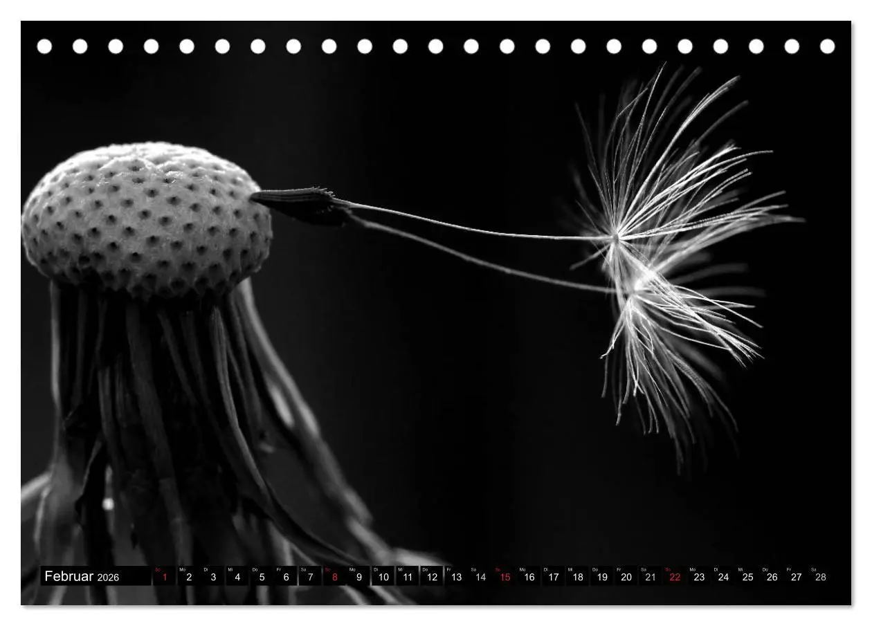 Bild: 9783516120561 | Pusteblume - Impressionen in schwarzweiß (Tischkalender 2026 DIN A5...