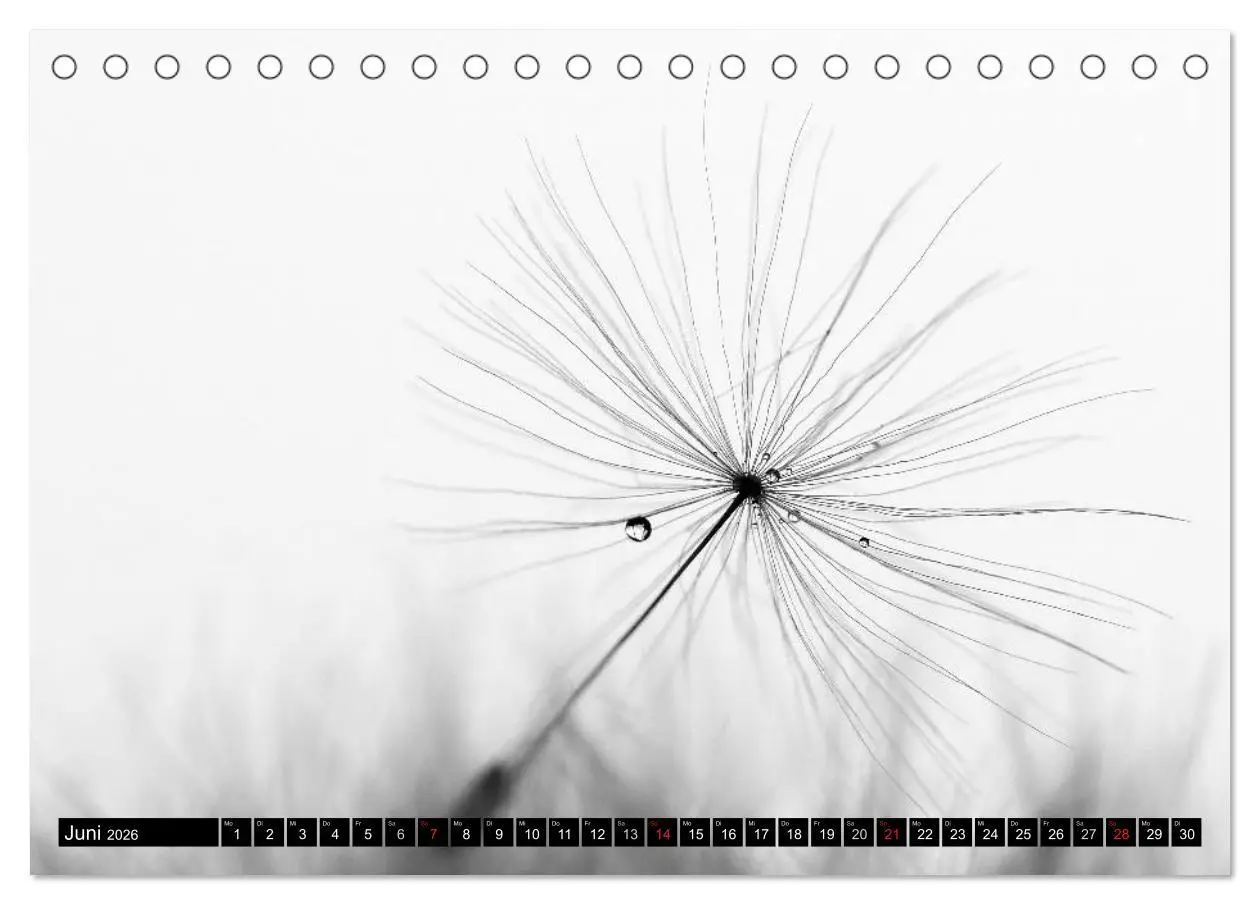 Bild: 9783516120561 | Pusteblume - Impressionen in schwarzweiß (Tischkalender 2026 DIN A5...