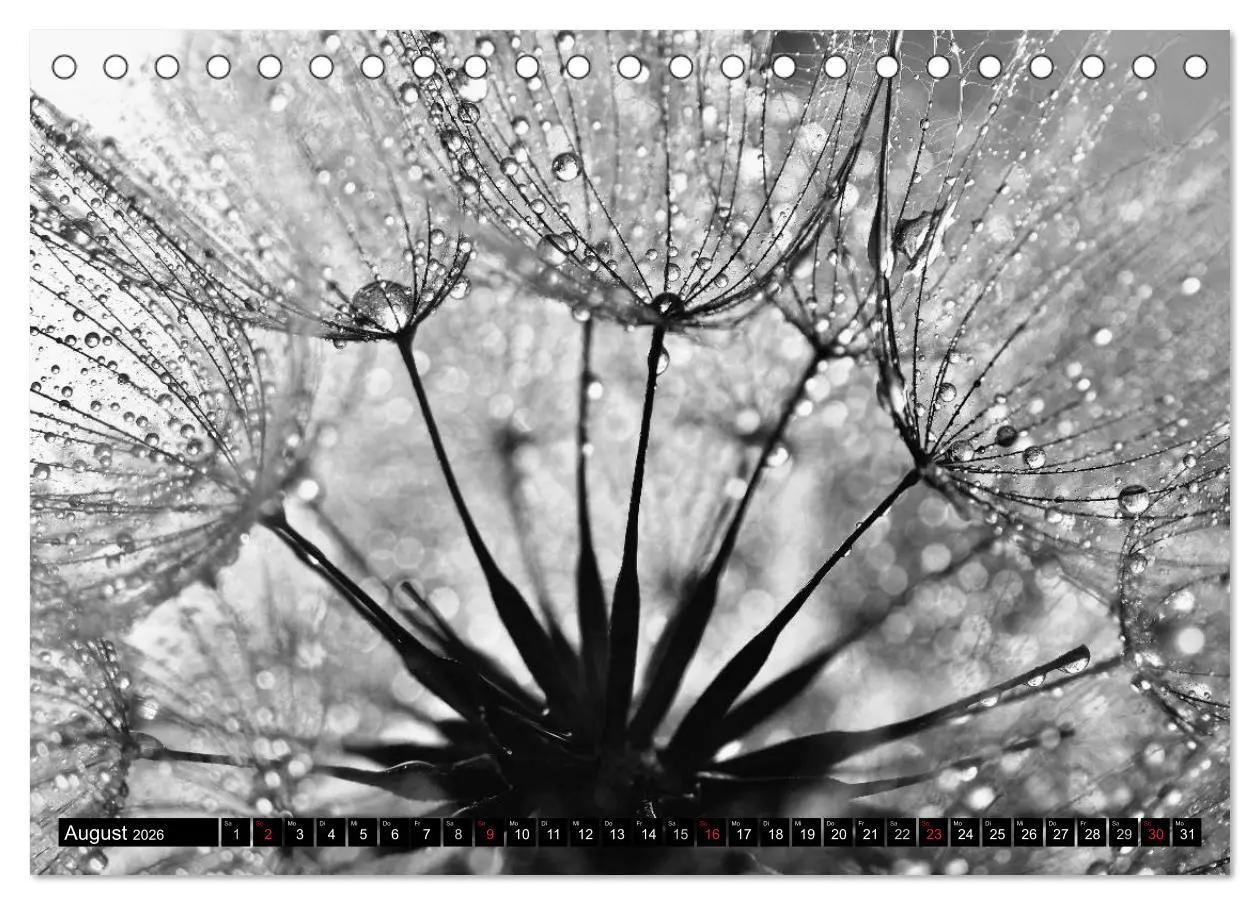 Bild: 9783516120561 | Pusteblume - Impressionen in schwarzweiß (Tischkalender 2026 DIN A5...