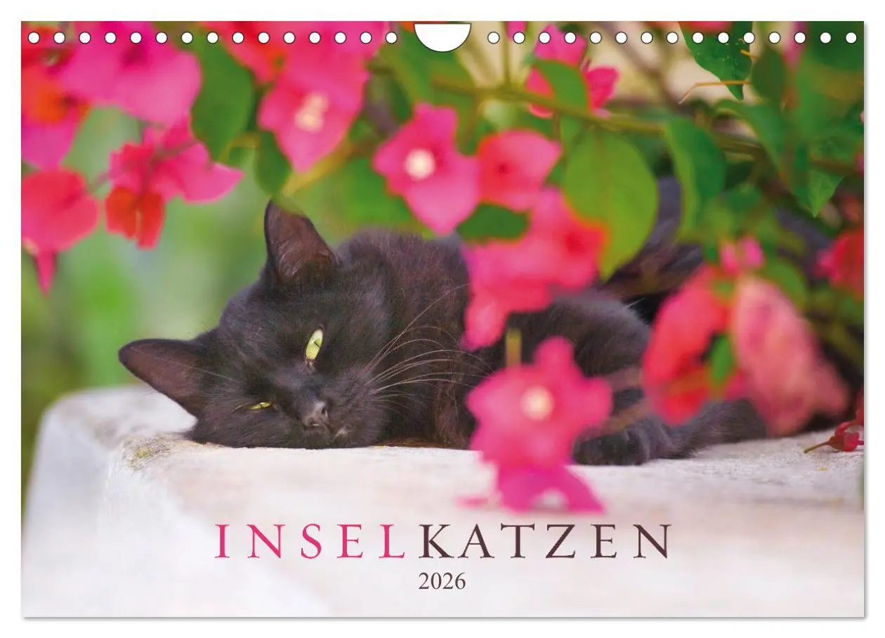 Cover: 9783457570661 | Inselkatzen (Wandkalender 2026 DIN A4 quer), CALVENDO Monatskalender