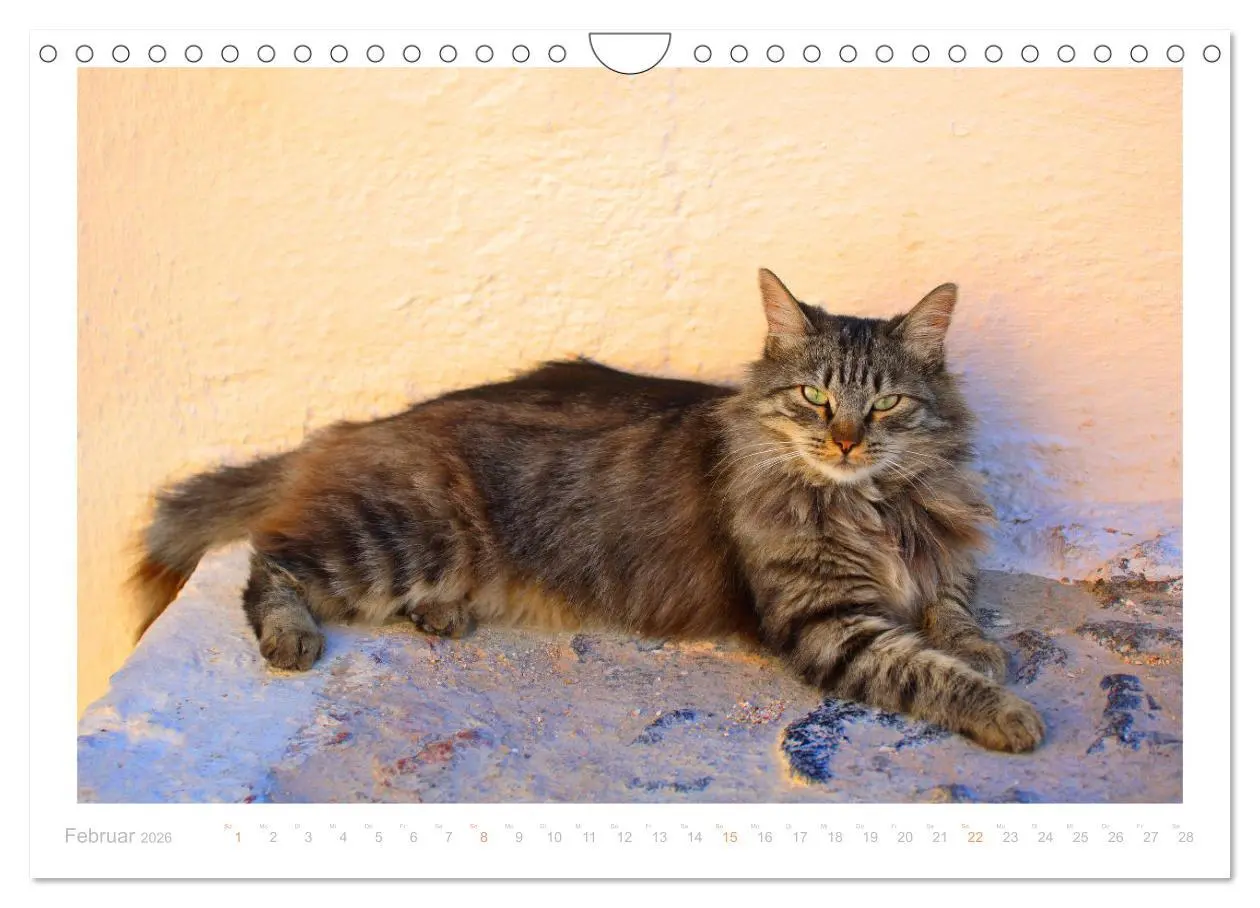 Bild: 9783457570661 | Inselkatzen (Wandkalender 2026 DIN A4 quer), CALVENDO Monatskalender