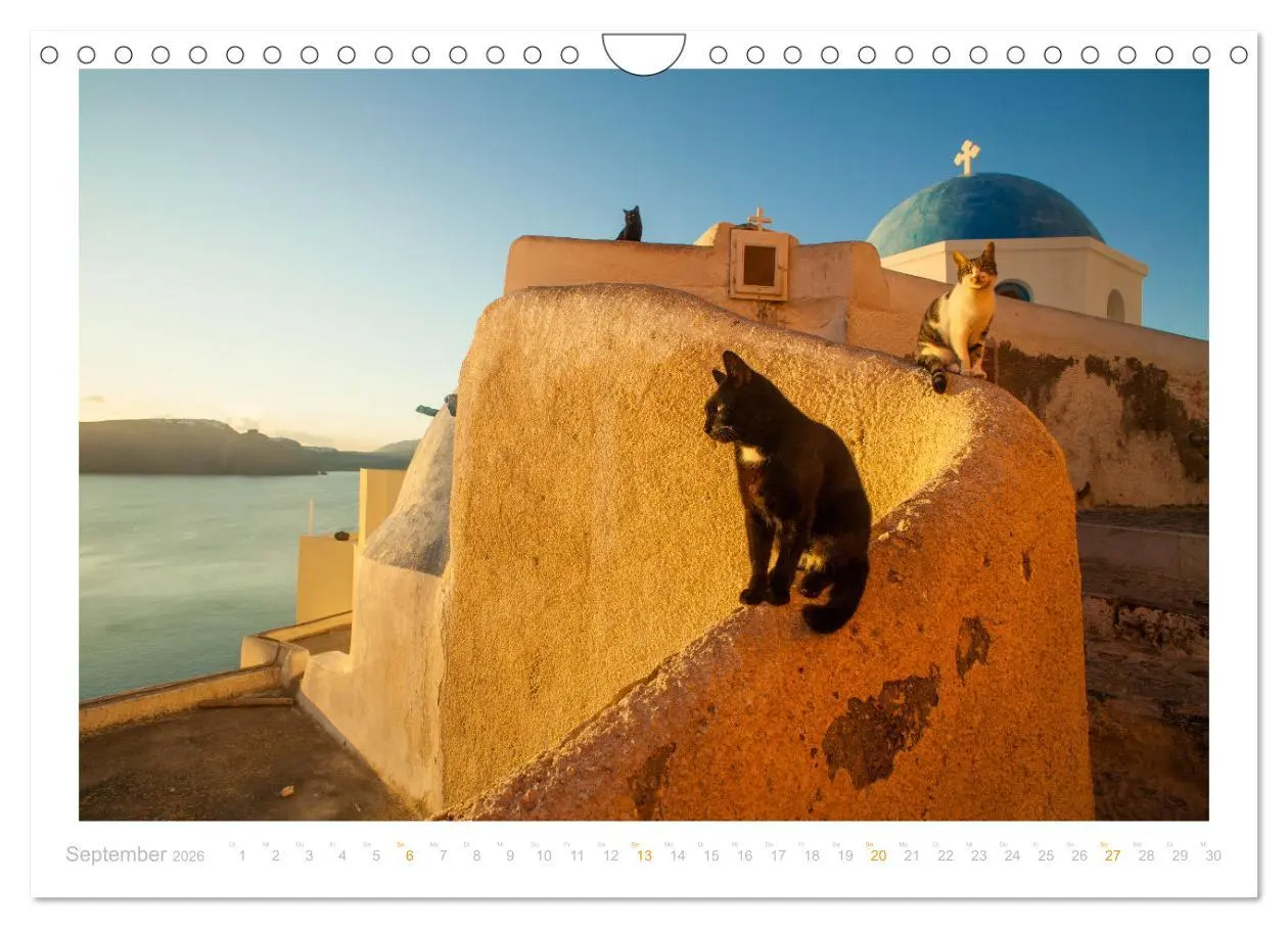 Bild: 9783457570661 | Inselkatzen (Wandkalender 2026 DIN A4 quer), CALVENDO Monatskalender