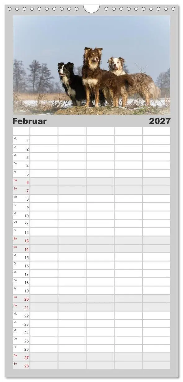 Bild: 9783594330661 | Familienplaner 2027 - Australian Shepherd - Traum auf vier Pfoten...