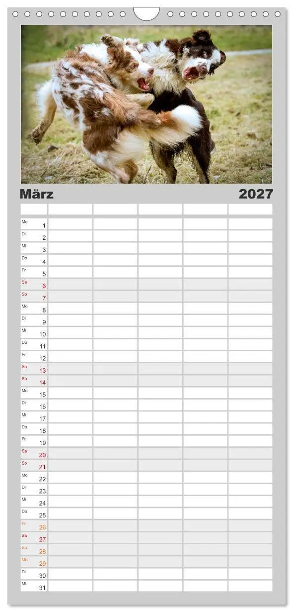 Bild: 9783594330661 | Familienplaner 2027 - Australian Shepherd - Traum auf vier Pfoten...