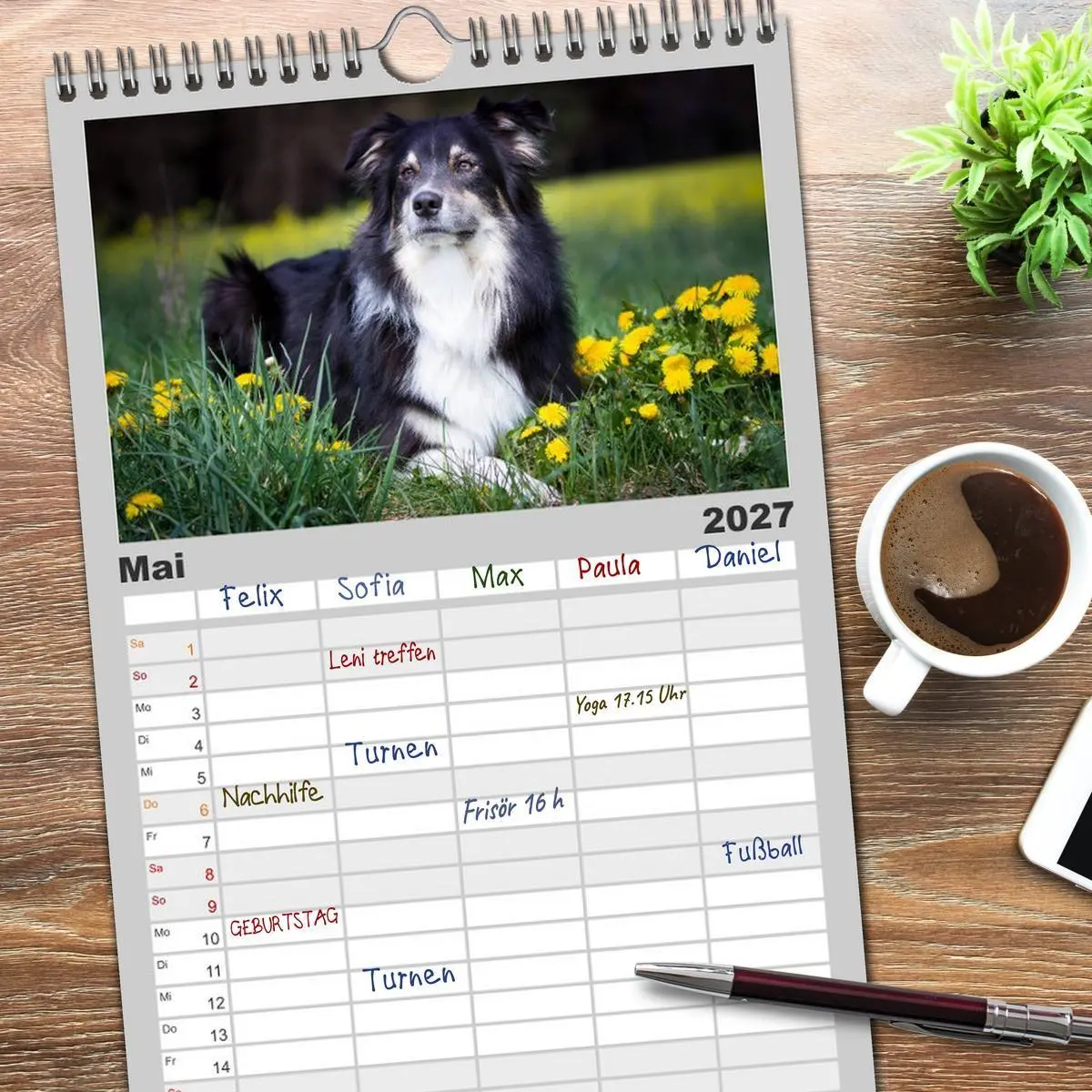Bild: 9783594330661 | Familienplaner 2027 - Australian Shepherd - Traum auf vier Pfoten...