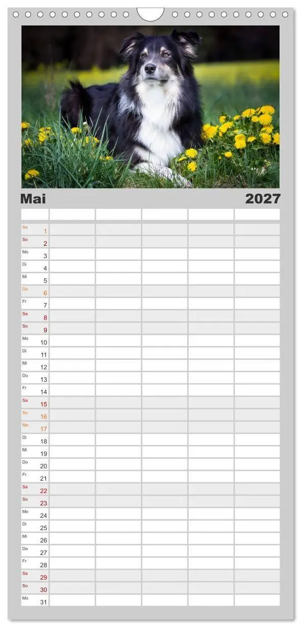 Bild: 9783594330661 | Familienplaner 2027 - Australian Shepherd - Traum auf vier Pfoten...