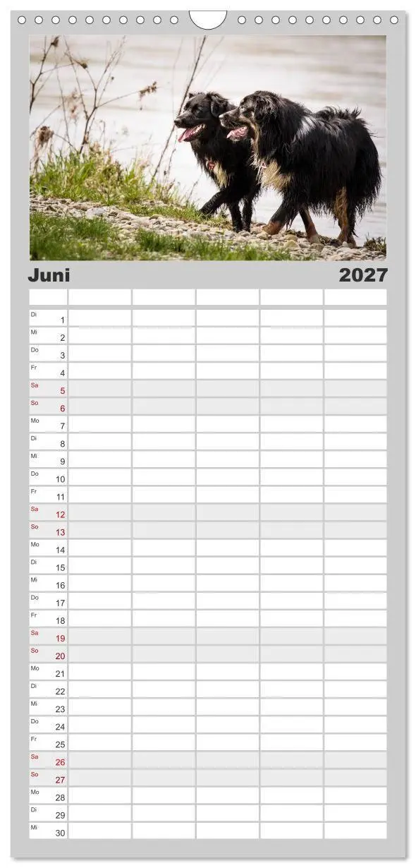 Bild: 9783594330661 | Familienplaner 2027 - Australian Shepherd - Traum auf vier Pfoten...