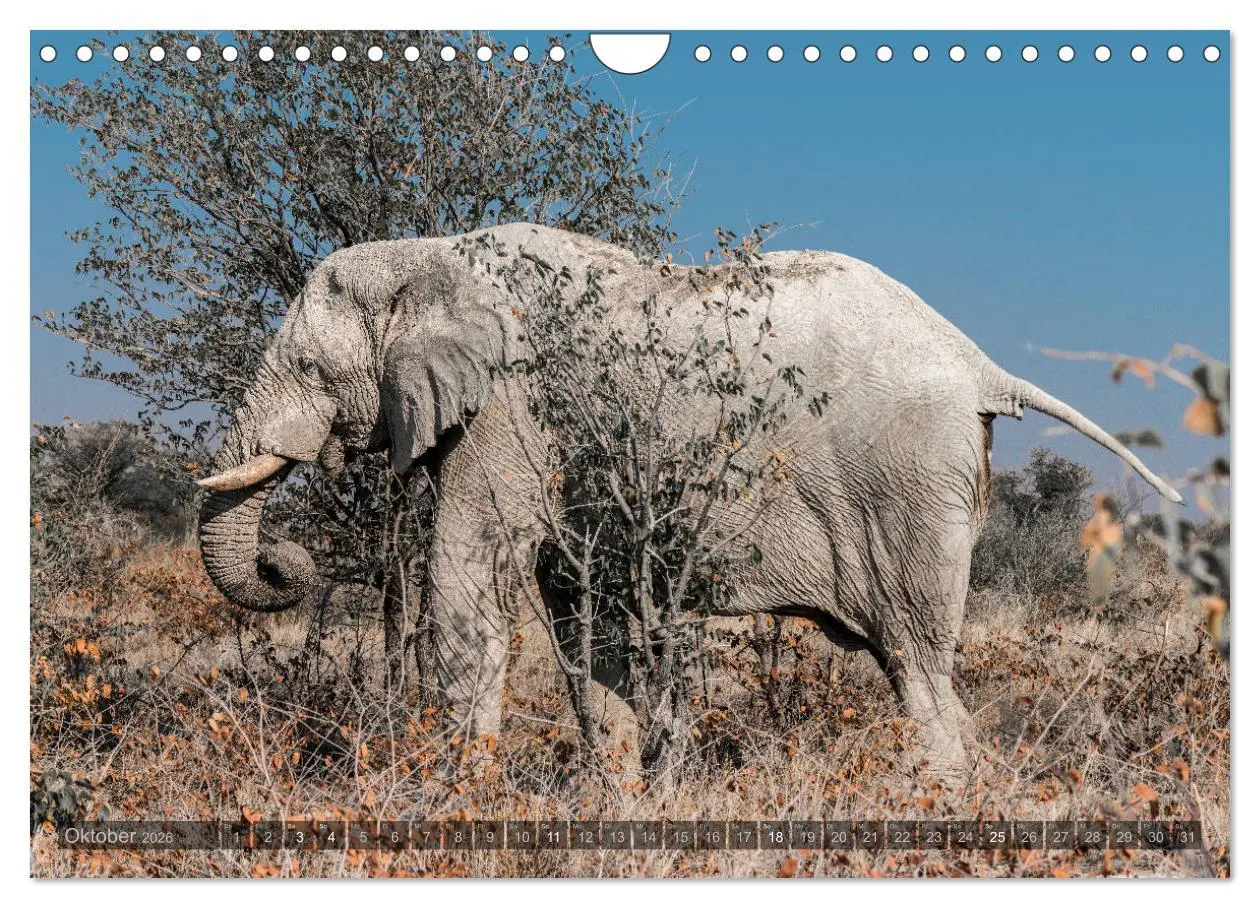 Bild: 9783457940761 | ETOSHA - Namibia Highlights (Wandkalender 2026 DIN A4 quer),...