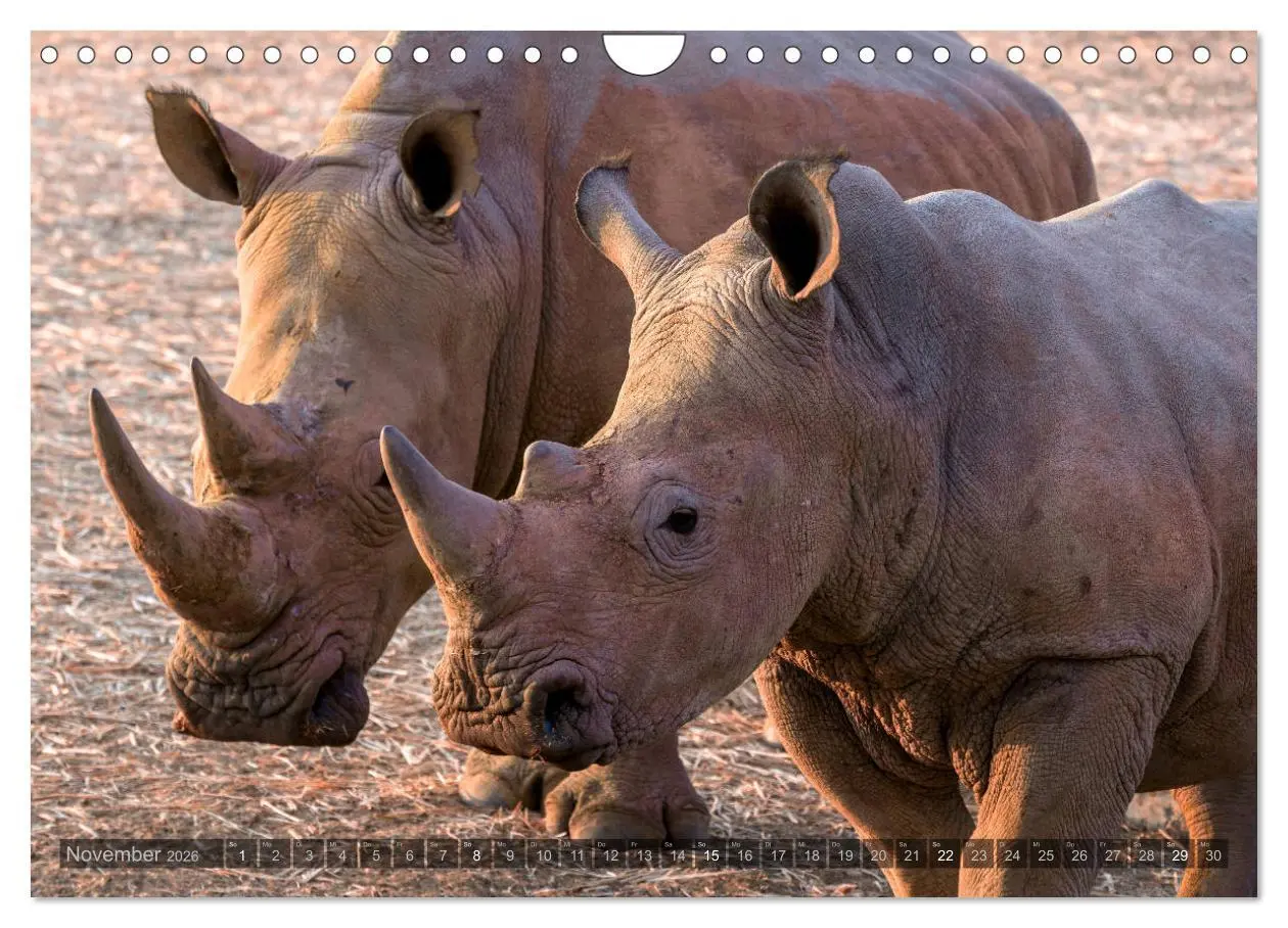 Bild: 9783457940761 | ETOSHA - Namibia Highlights (Wandkalender 2026 DIN A4 quer),...