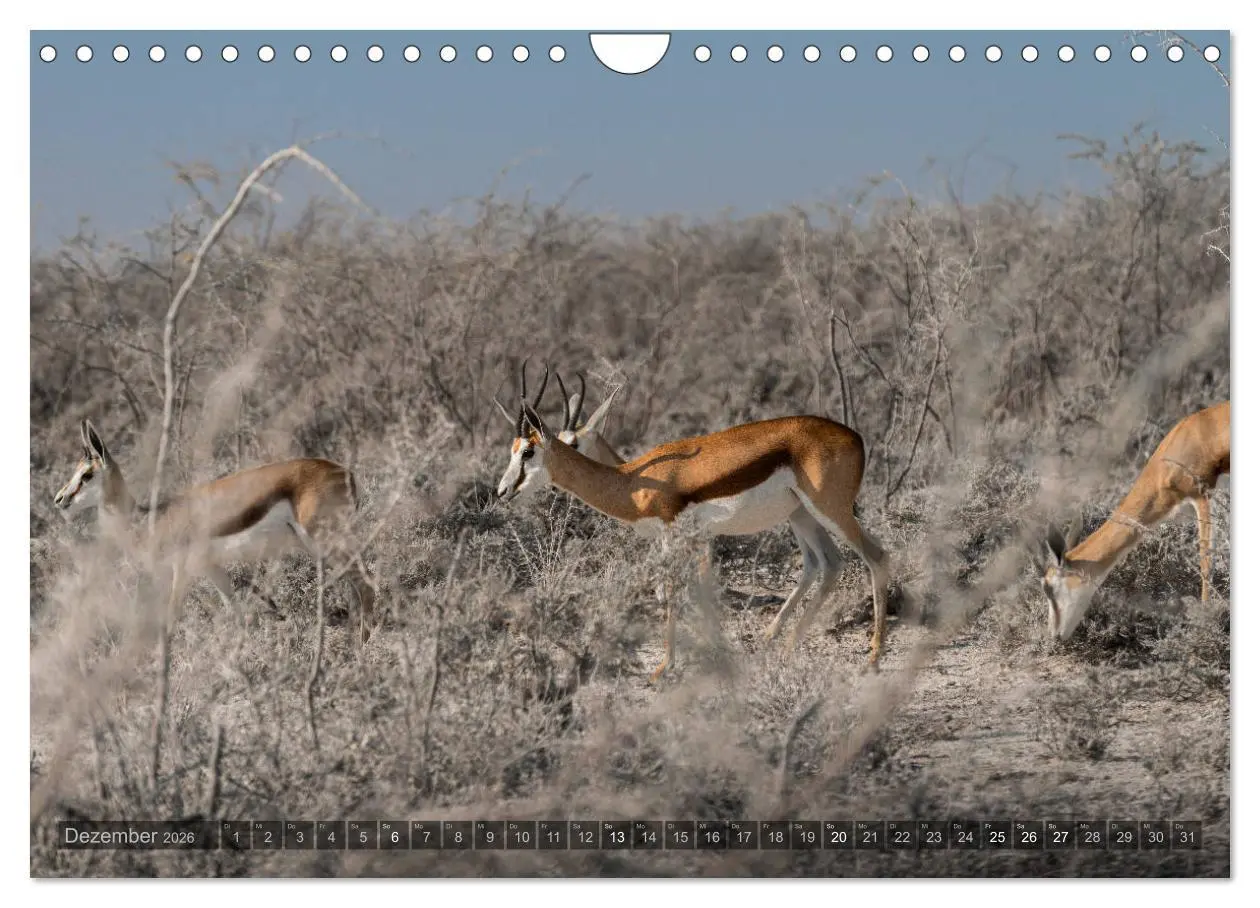 Bild: 9783457940761 | ETOSHA - Namibia Highlights (Wandkalender 2026 DIN A4 quer),...