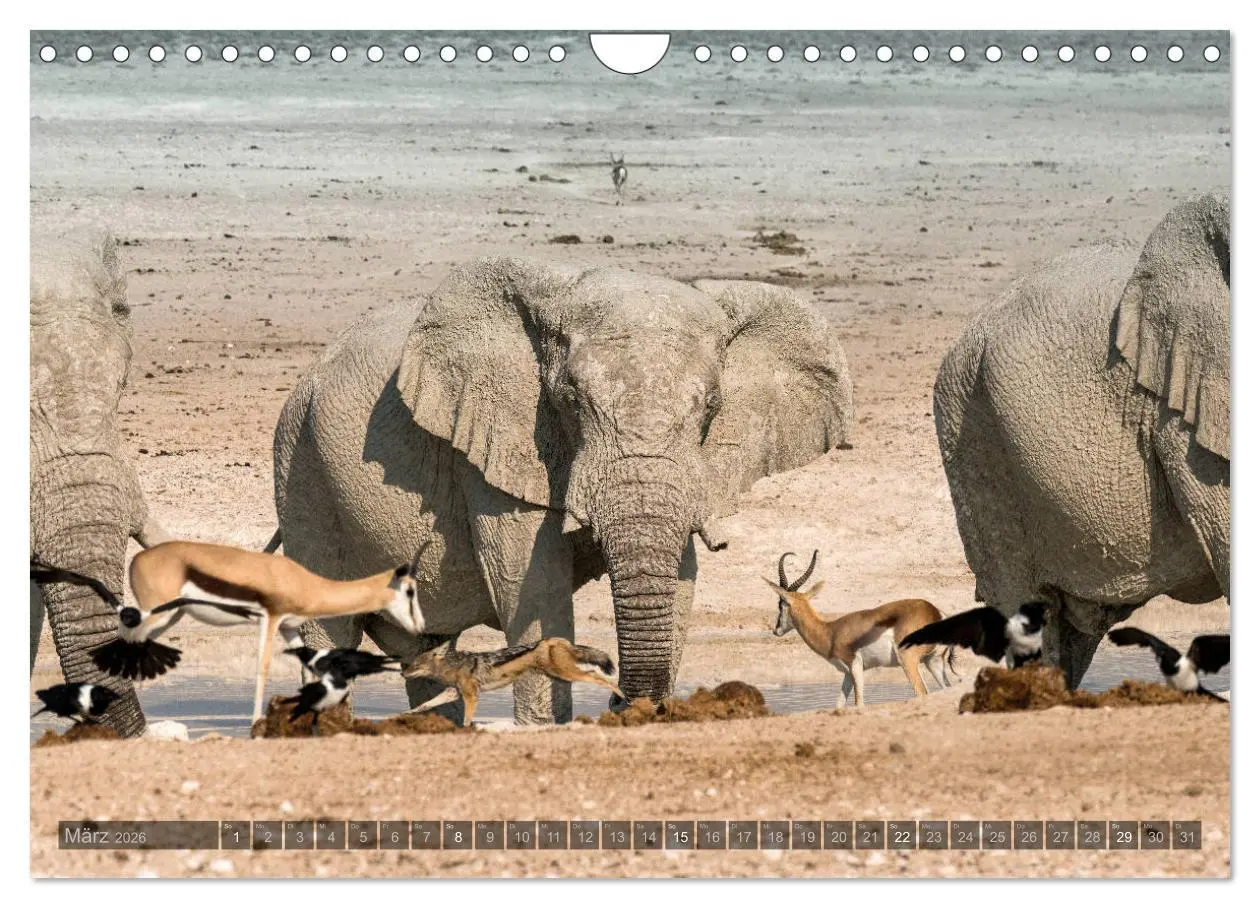 Bild: 9783457940761 | ETOSHA - Namibia Highlights (Wandkalender 2026 DIN A4 quer),...